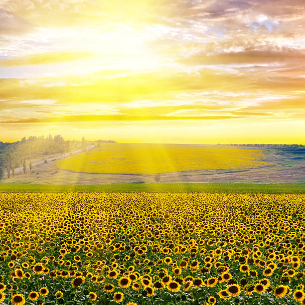 istock Sunflower field at sunset 519343750