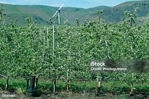 Apple Orchard In Springtime Central Washington State Stock Photo - Download Image Now
