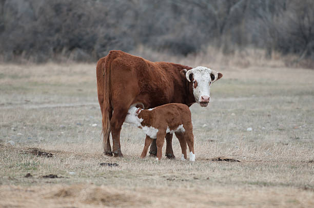 istock Hereford Calf Nursing from Mother Cow 519355286