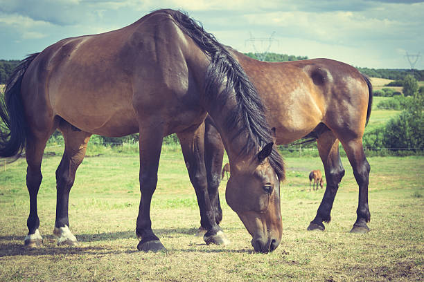 istock Majestic graceful horses in meadow. 519355392
