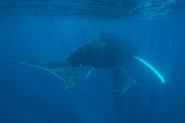 istock Mother and Calf Humpback Whale in Shallow Water 519355702