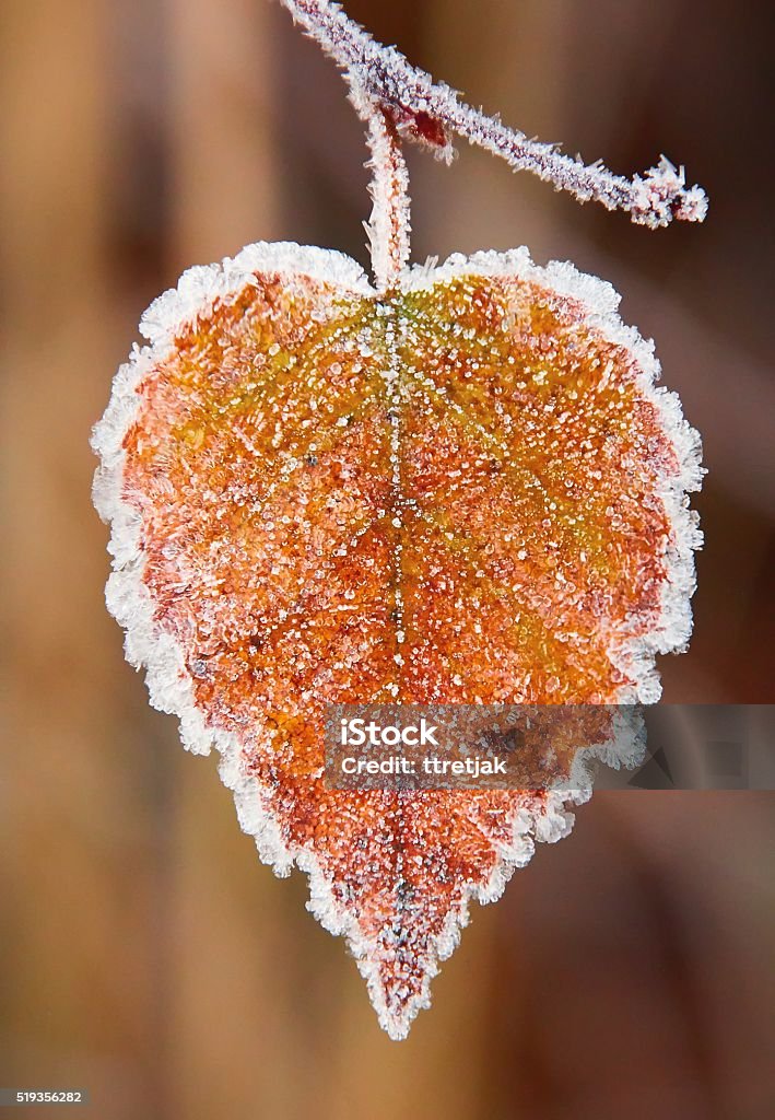 Heart shaped leaf Heart shaped autumn leaf frozen in a cold autumn morning. HDR image. Heart Shape Stock Photo