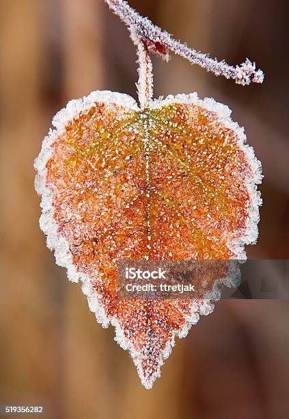 Heart Shaped Leaf Stock Photo - Download Image Now - Heart Shape, Nature, Frost