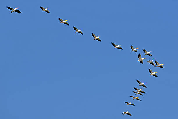 istock Pelicans flying against the sky 519356620