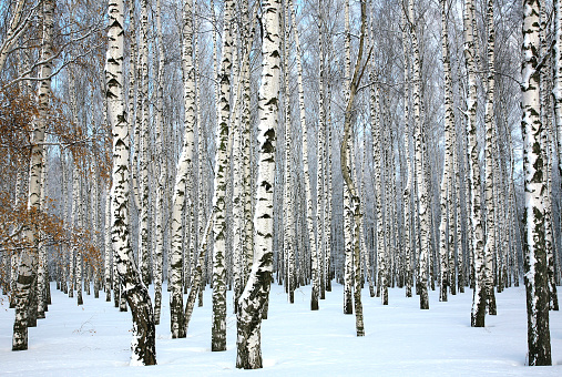 WInter birch grove with covered snow trunks