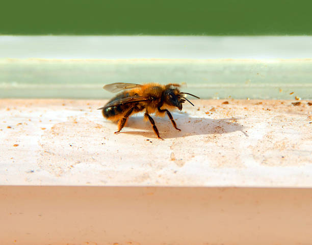 suciedad tizne y las plagas - antenae fotografías e imágenes de stock