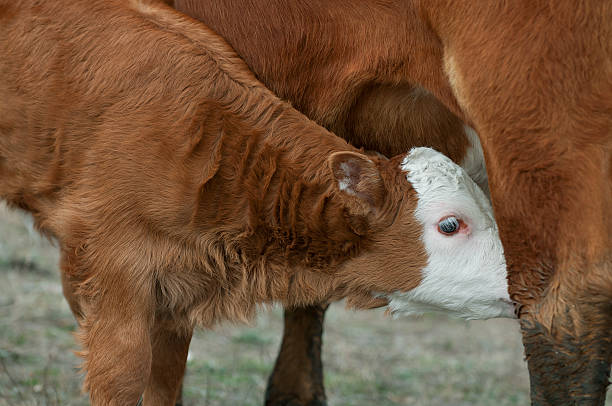 Close up of cow feeding her calf on a green meadow in Galicia, Spain.