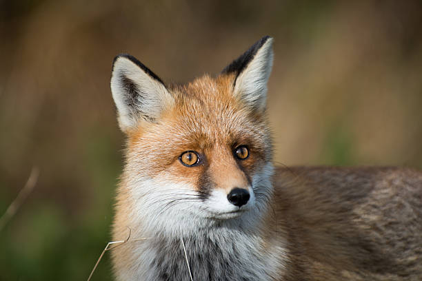 Wild Red Fox with amber white and black colours stock photo