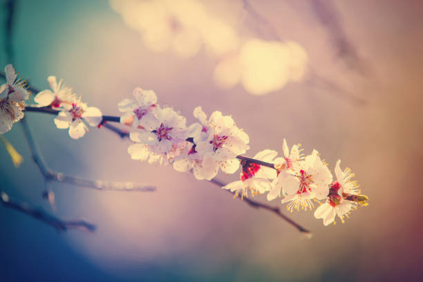 istock photo of the cherry branch 519359202