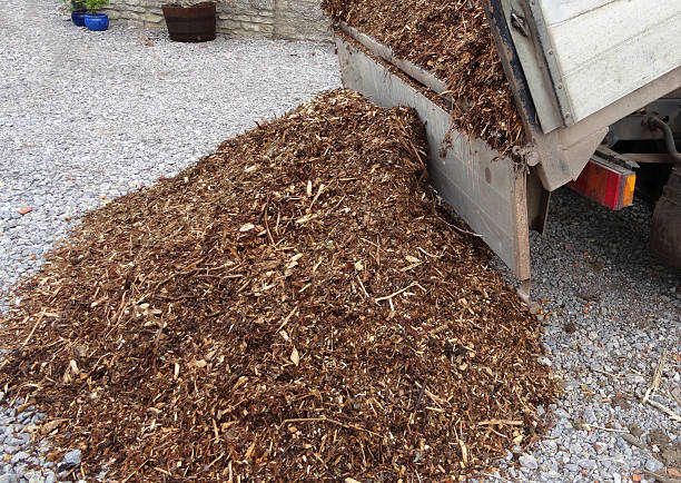 istock Bark mulch wood chips on van, unloaded / garden landscaping project 519359321