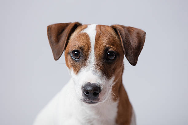 istock portrait of the dog 519359608