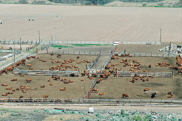 istock Cattle ranch and corn field in Washington state coulee 519359710