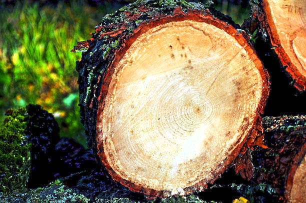 istock sawn wood in the park 519359913