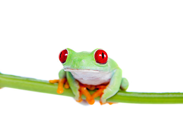 istock Beautiful red eyed tree frog on white background 519360119