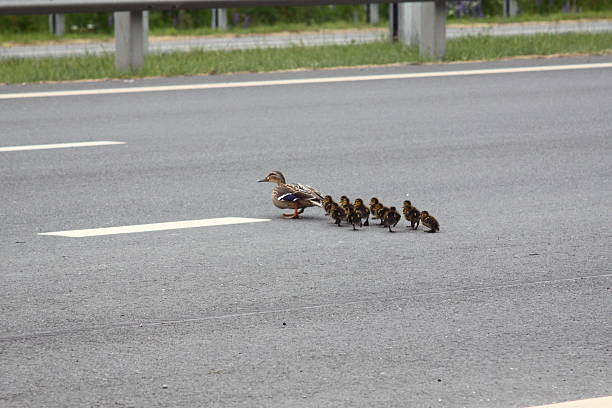 istock Duck and ducklings cross the highway 519360124
