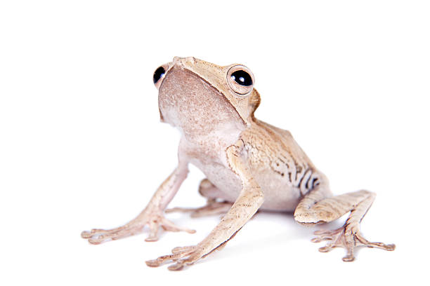 カブトシロアゴガエル 写真のストックフォト