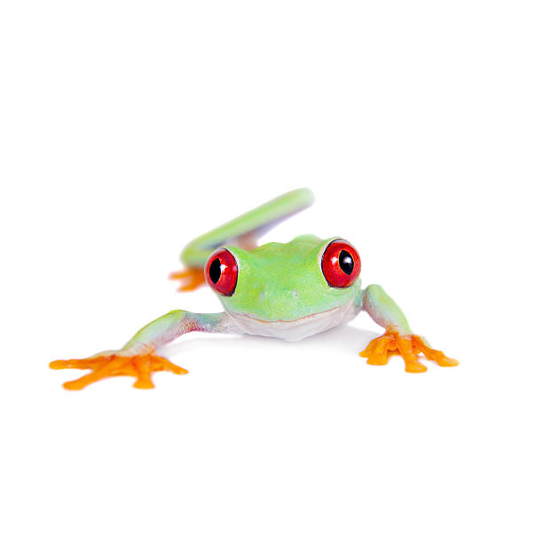 istock Beautiful red eyed tree frog on white background 519360659