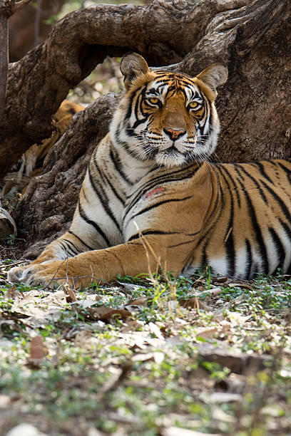 istock Bengal tigers (Panthera tigris tigris) in Ranthambhore National Park 519360918