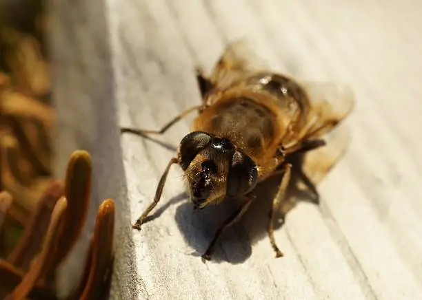 Closeup of a European hoverfly (Eristalis tenax), also known as the drone fly. It is using the coloration of a bee as a protective mimicry. compound eyes, mouthparts, tarsal pads and claws as well as tiny hairs on the fly`s body can be seen.