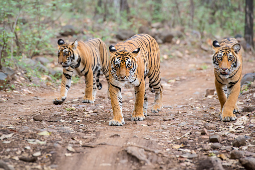 A tigeress with her juvenile cubs (Bengal tigers, also called \