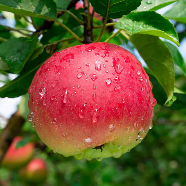 istock Ripe red apple on the branch 519361018