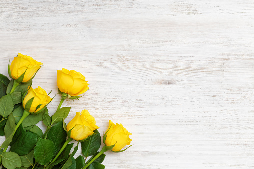 Five buds of yellow roses in the lower left corner on white wooden background
