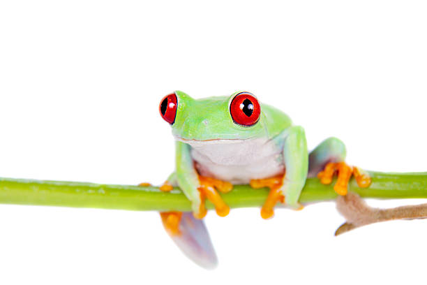 istock Beautiful red eyed tree frog on white background 519361515