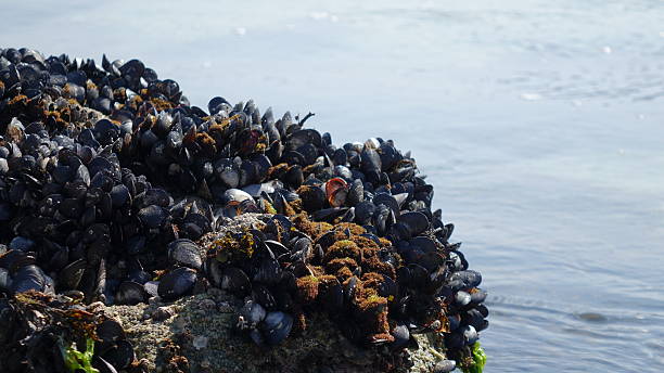 istock Mussels on the rock 519361828