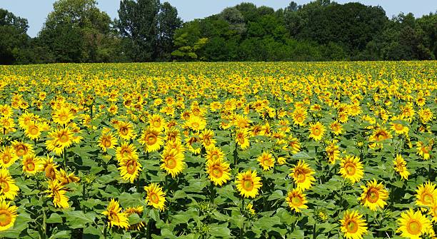 istock field of sunflowers 519361903