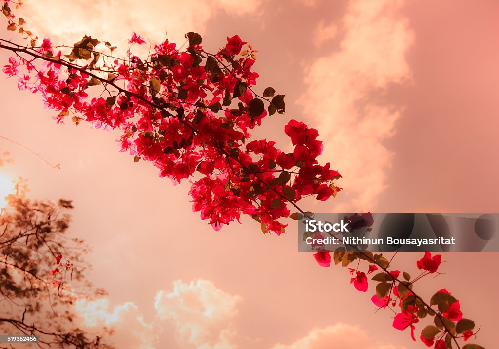 Bougainvillea flowers With Red Vintage Style Bougainvillea flowers With The Red Color Vintage Style Backgrounds Stock Photo