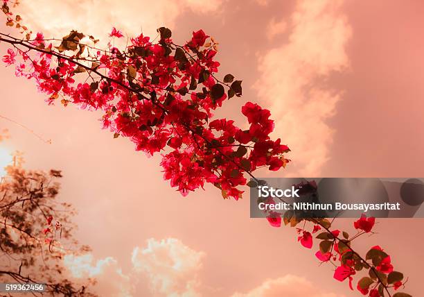 Bougainvillea Flowers With Red Vintage Style Stock Photo - Download Image Now - Backgrounds, Beauty In Nature, Botany