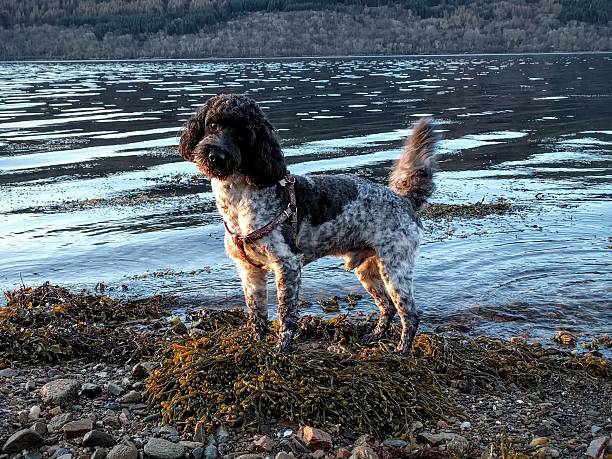 Cockapoo on a beach A roan cockapoo on the beach of Loch Fyne in Scotland. loch fyne stock pictures, royalty-free photos & images