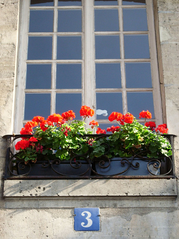 Geraniums in a windowbox in Paris, France