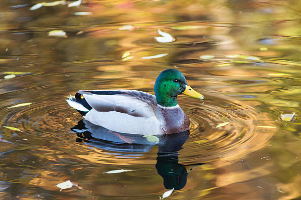 인물사진 덕 클로즈업 - duck 뉴스 사진 이미지