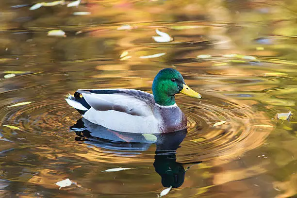 duck swimming in water with autumn leaves