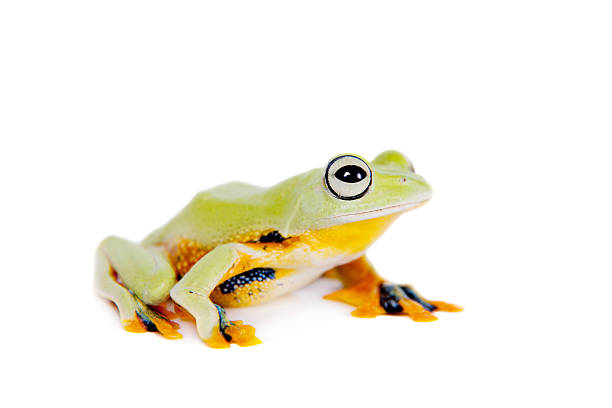 istock Reinwardt's flying tree frog isolated on white 519363137