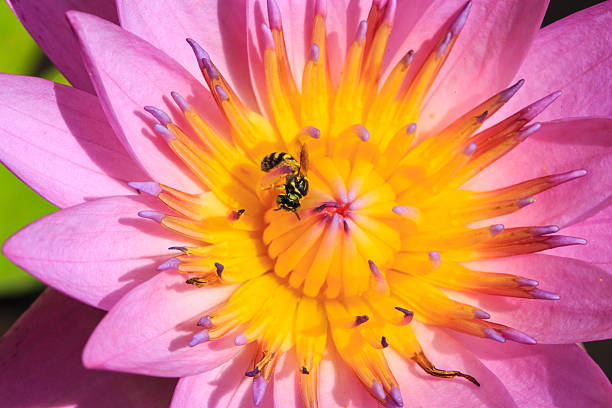 istock Bee absorb the pollen of pink Lotus 519363457