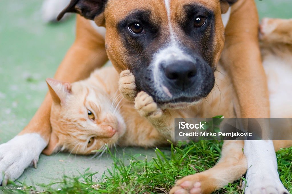 Liebe zwischen einem Hund und Katze - Lizenzfrei Hauskatze Stock-Foto