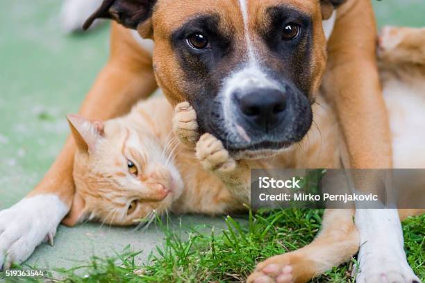 Liebe Zwischen Einem Hund Und Katze Stockfoto und mehr Bilder von Hauskatze - Hauskatze, Hund, Pitbull