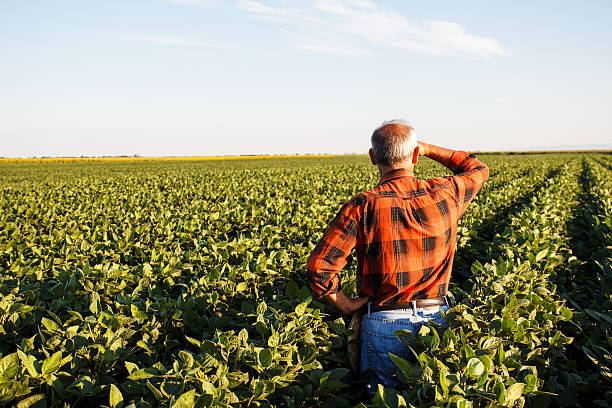 istock Farmer standing in a field and looks into the distance 519364356