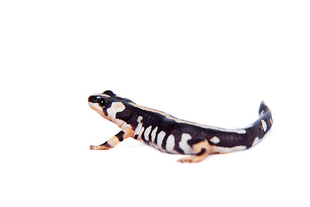 istock Kaiser's spotted newt isolated on white 519364501