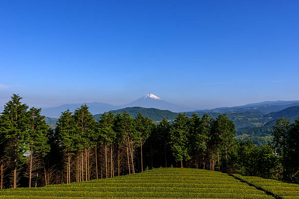 istock Beautiful Mt. Fuji from Shizuoka pref. 519364557
