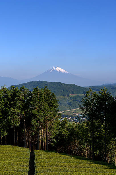 istock Beautiful Mt. Fuji from Shizuoka pref. 519364569