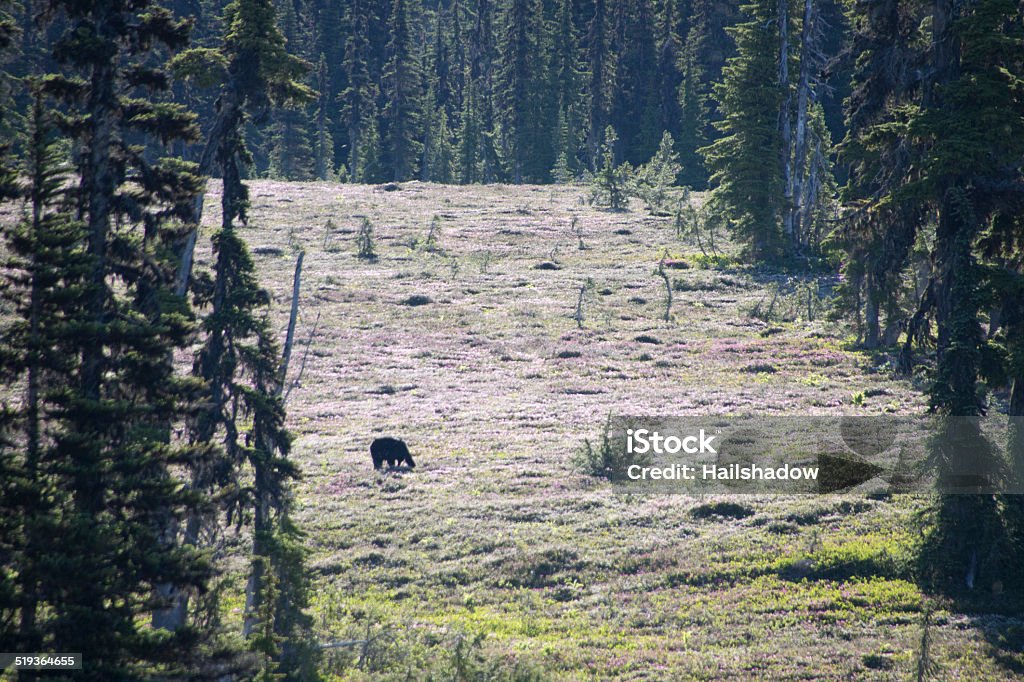 Black bear foraging for food Black bear foraging on the meadows during early summer months. American Black Bear Stock Photo