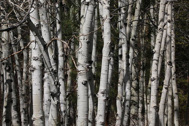 Aspen Trees 1 A stand of aspen trees in a mountain area. aspen tree grove tree stand stock pictures, royalty-free photos & images