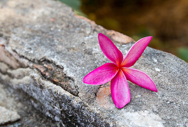 istock Frangipani flower on old dirty cement floor. 519364768