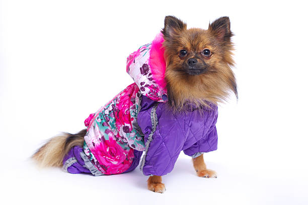istock Sitting German Spitz in the winter overalls 519364894