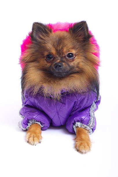 istock Lying German Spitz in the winter overalls 519364936