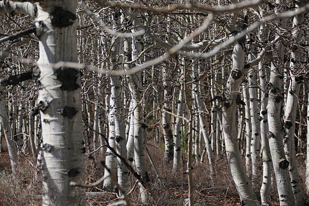 Aspen Trees 2 The white bark of these aspen trees shine in the morning sun. aspen tree grove tree stand stock pictures, royalty-free photos & images
