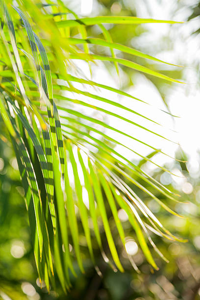 istock Natural background with palm tree leaves and sun reflection. 519365408